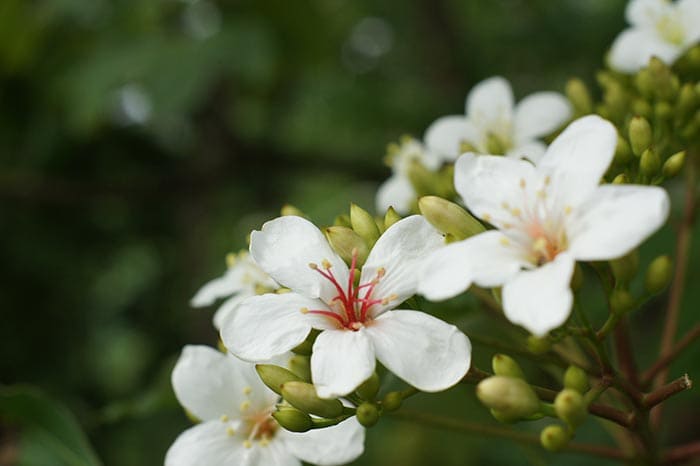 油桐花